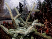 Picea pungens 'Argentea' 